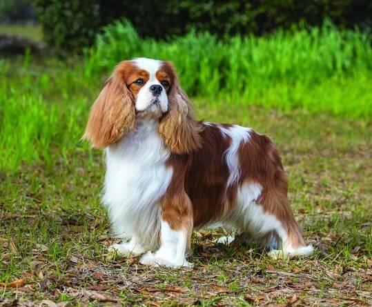 Cavalier King Charles Spaniel