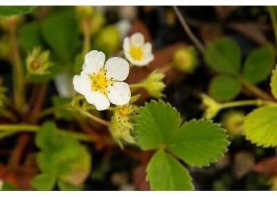 Jahodník jednouplodící 'Rumba' - Fragaria ananassa 'Rumba', Květník o průměru 9 cm
