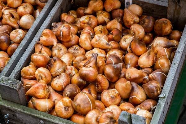 Tulipány: Pestrá paleta jarní krásy - Radyzezahrady.cz
