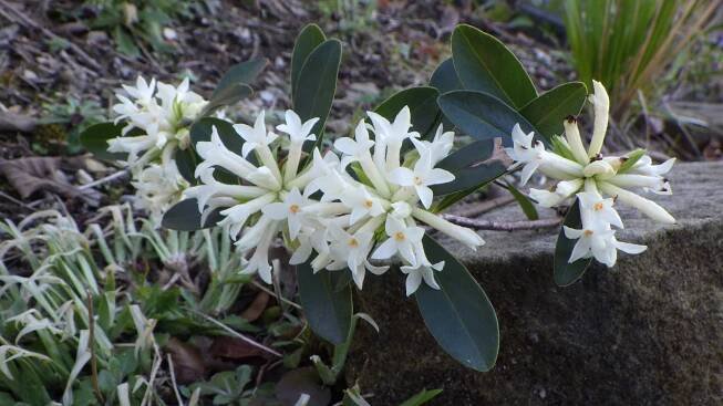 Daphne blagayana