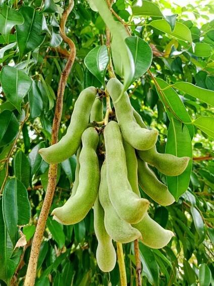 Mucuna puriens (Sametové fazole) - Herbal-store.cz