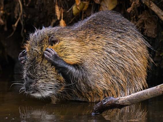 FOTO: Rozesmátí lachtani nebo kapybara v depresi. Soutěž o nejvtipnější zvířecí fotografii zná své nominace