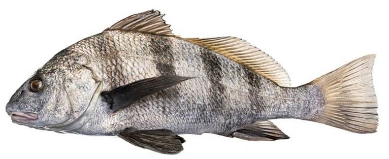 Black Drum - Duntower
