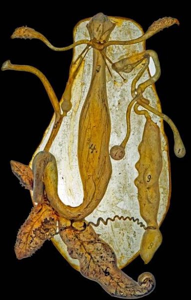  Mollusca : Gastropoda.  Succinea amphibia  (Menke 1844). [Succinea amphibia - Nr.540]. NMINH 1886.905.1 