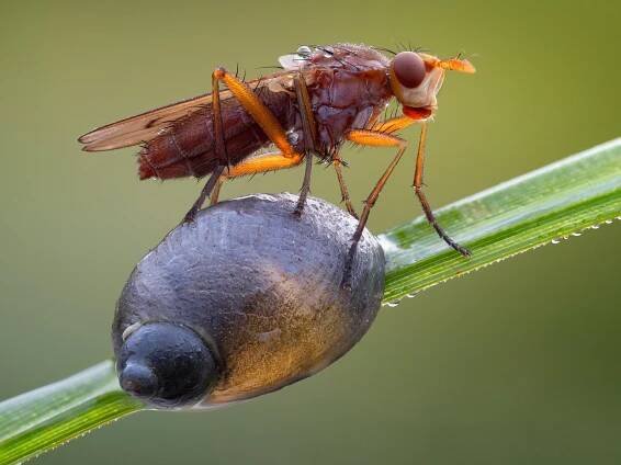 Sciomyzid with host