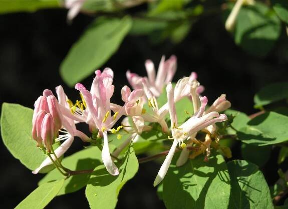 Tartarian Honeysuckle