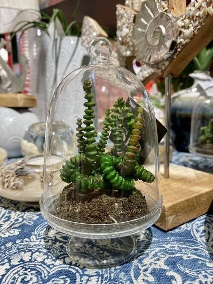 Sukulent v skle zelený, 14,5x8cm | Dekorácie | Bytové doplnky | Homedesignshop.sk | Eshop s interiérovými doplnkami