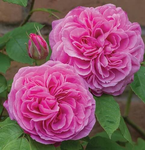 Anglická růže - Gertrude Jekyll