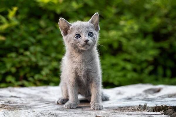 Купить русского голубого котенка. Купить котенка русской голубой. Фото котят русской голубой. Котенок русской голубой.