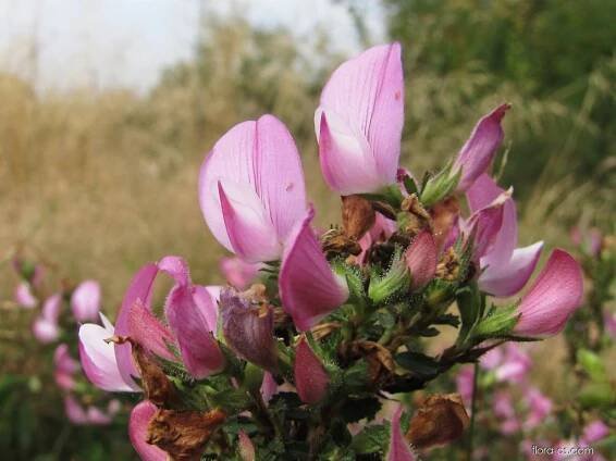 Jehlice trnitá (Ononis spinosa), květy, květenství