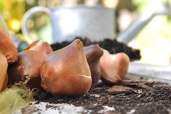 Kdy je nejlepší čas vykopat cibule tulipánů?