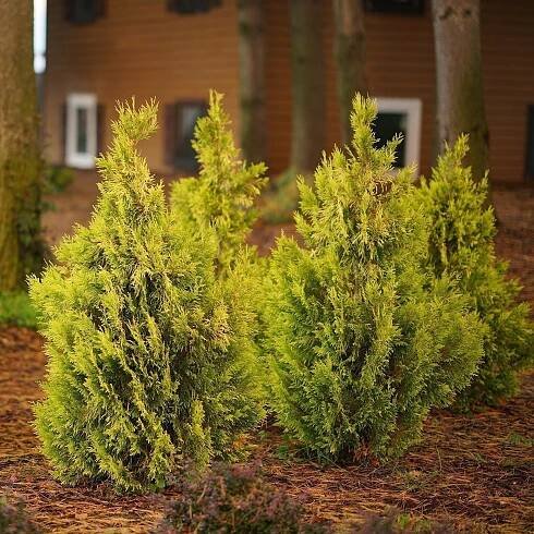thuja-plicata-fluffy-10.jpg