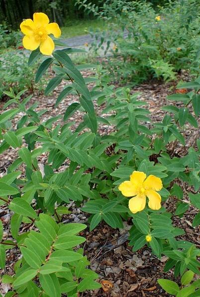 Soubor:Hypericum Hidcote kz1.jpg – Wikipedie