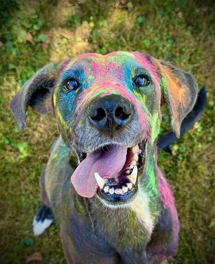 Brita - k adopci