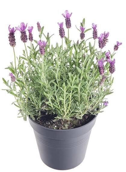 Levandule smilovitá, Lavandula stoechas Anouk, skladem | ZAZUMi.cz