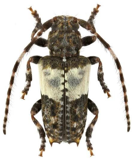 Pogonocherus hispidulus