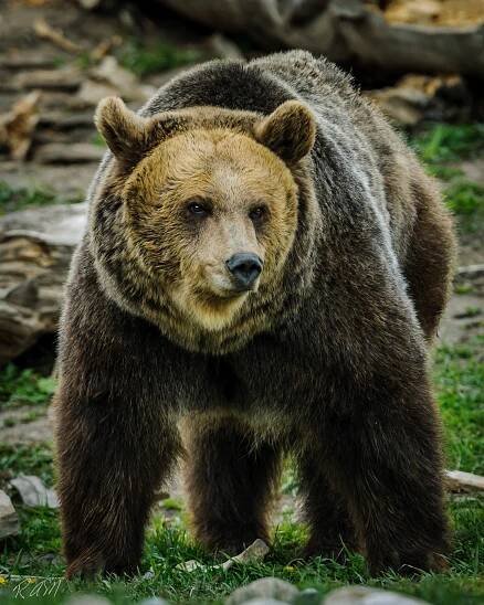 Grizzley Bears-1