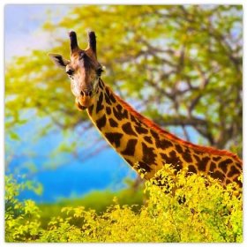 Obraz žirafy v Africe (V023370V3030)