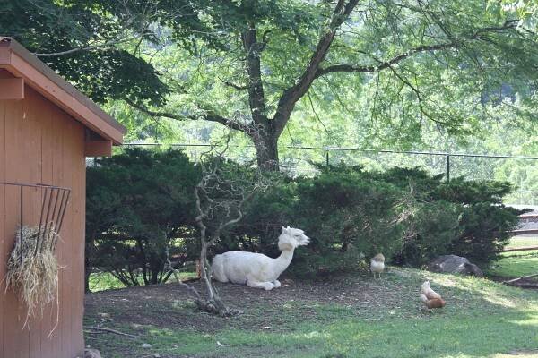 Alpaca - Lehigh Valley Zoo