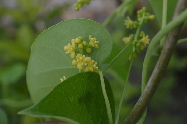 Tinospora cordifolia – eFlora of India