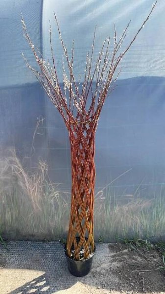 Vrba Pletené 110-120 cm