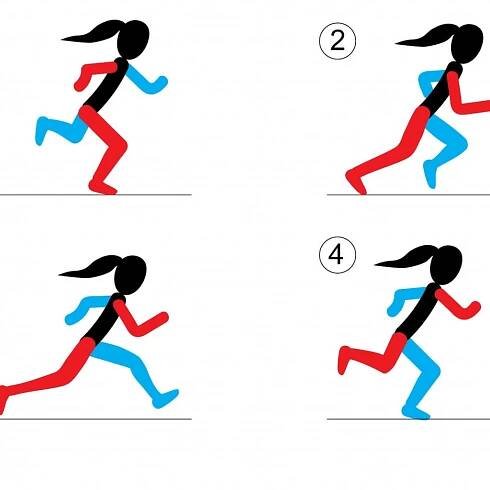 Convergent Evolution in Animal Locomotion – BiteScis