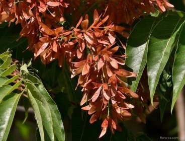 Pajasan žláznatý (Ailanthus altissima), plody, plodenství