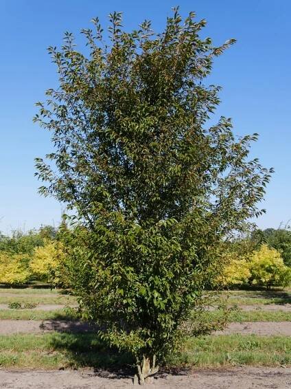 Prunus incisa 'Paean' | slivoň vyříznutá 'Paean' - Van den Berk školky