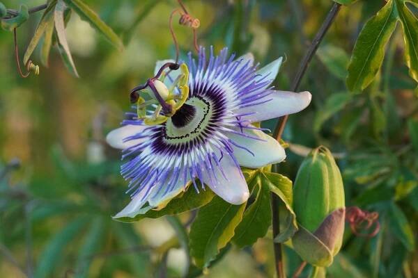 Passiflora caerulea 'Concordia'
