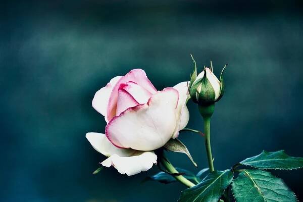 Základová fotografie na téma bílé pozadí, botanická fotografie, botanický, čerstvý, druhy růží, elegance, elegantní, estetický