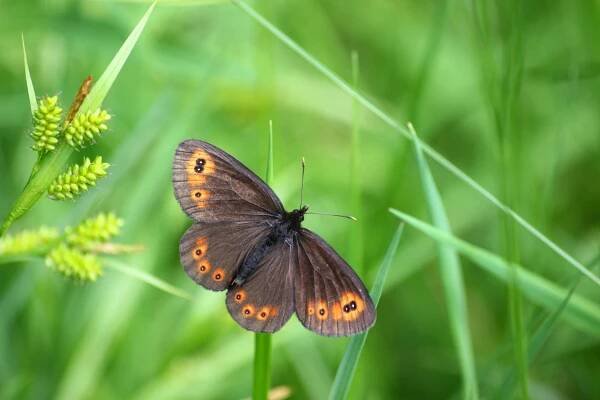 Okáč rosičkový - Erebia medusa , Lewin, 25.5.2014