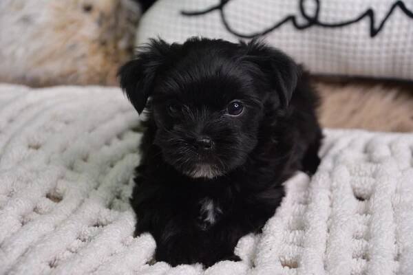 Eliot -Male Morkie