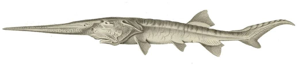 Veslonos čínský (Psephurus gladius) byla ryba z řádu jeseteři, ... - dofaq.co