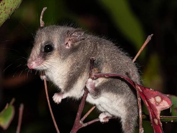 The 15 weirdest animals in Australia | Gulo in Nature