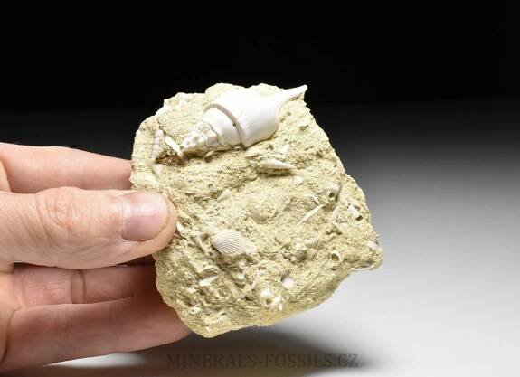 fosilní lastury - Clavilithes parisensis | minerals-fossils.cz
