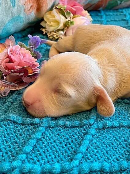 Creme of the Crop Miniature Dachshund Puppy - Platinum Blonde English Cream boy - Bean 9