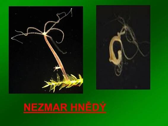 PPT - Kmen- ŽAHAVCI PowerPoint Presentation, free download - ID:4175903
