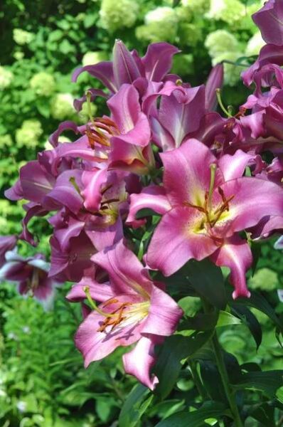 Purple Lady Lily