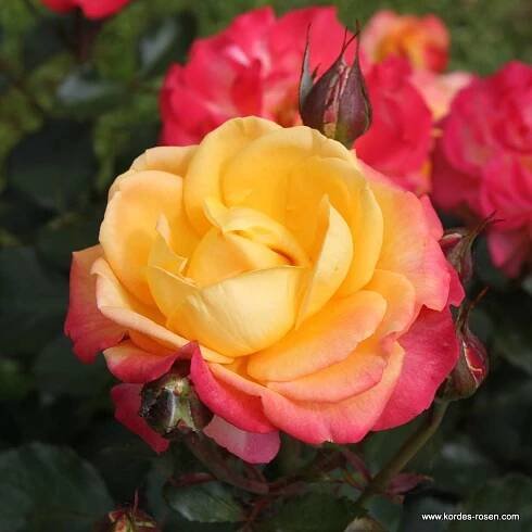 3314 3 velkokveta ruze kordes flaming star 2l kontejner