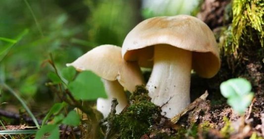 Entoloma sinuatum mushroom known as the livid entoloma and livid pinkgill and lead poisoner"n