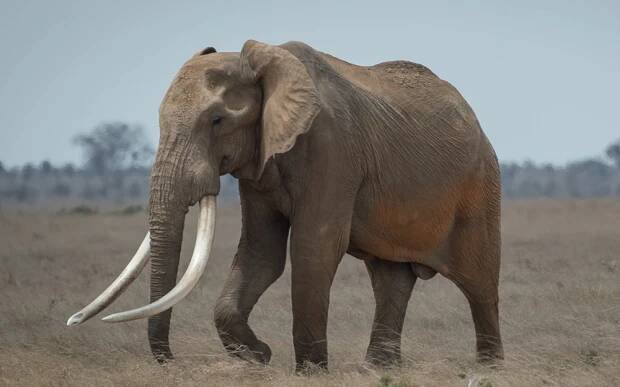 big-tusker-tsavo-dex-kotze