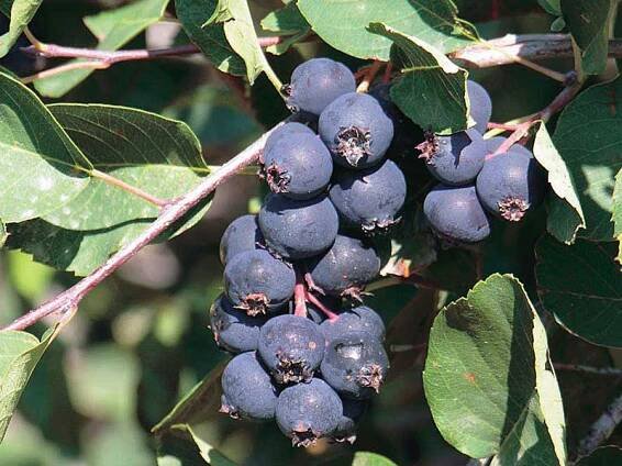 Muchovník jelšolistý (Amelanchier alnifolia) SMOKY - Tutifruti SK