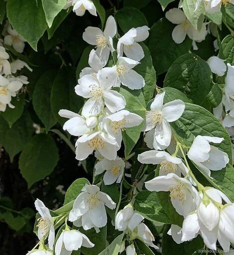 Pustoryl (Philadelphus)