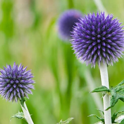 Bělotrn modrý - Echinops ritro - semena bělotrnu - 6 ks od 29 Kč - Heureka.cz