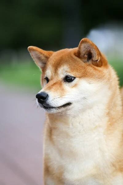 HANDZIMEMESITE RUN. SHIOMARU Shiba and Akita Inu Kennel