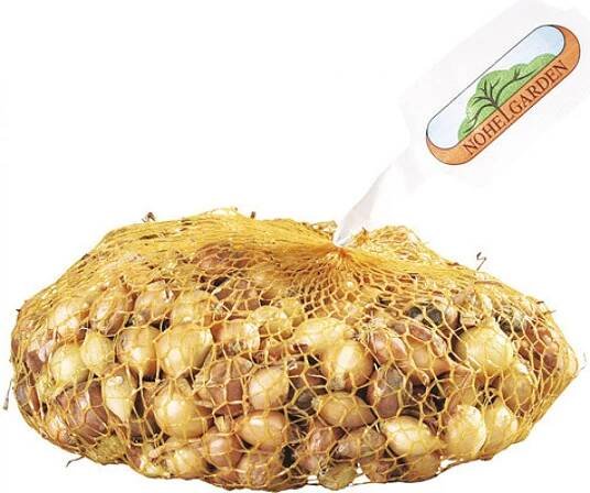 Cibule sazečka HERKULES 8-16 mm 500 g