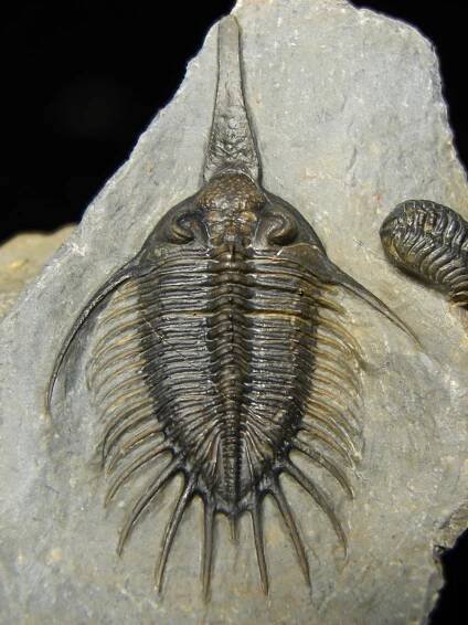 Psychopyge elegans - Image 8