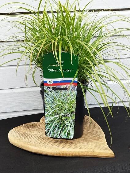 Carex morrowii 'Silver Scepter' - Image 2