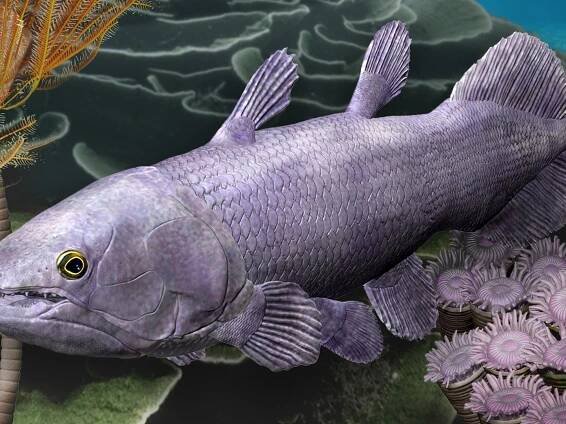 Ancient relative of 'living fossil' fish reveals that geological activity supercharges evolution