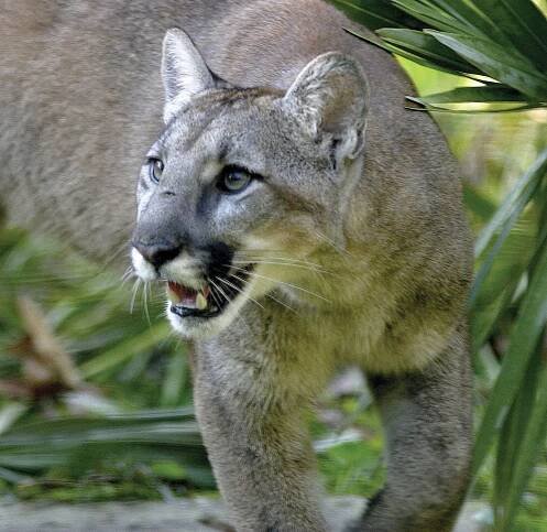 Florida panther